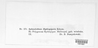 Sphacelotheca hydropiperis image